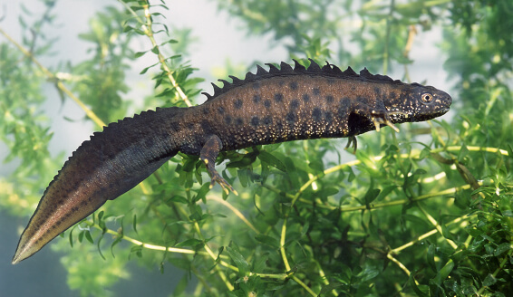 Amphibians and Reptiles