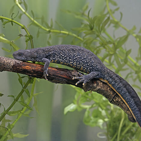 Amphibian 4