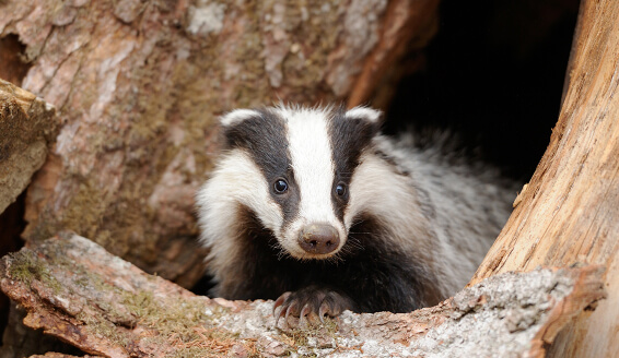 Badgers