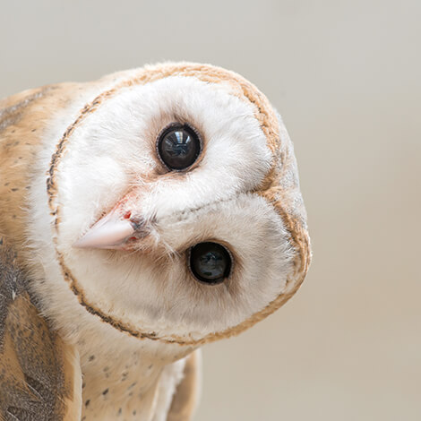 Barn Owl 4