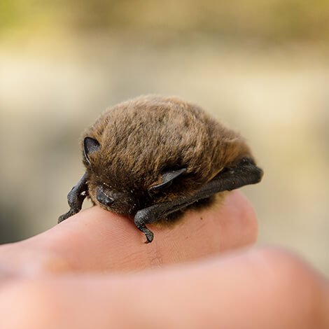 Bat 1