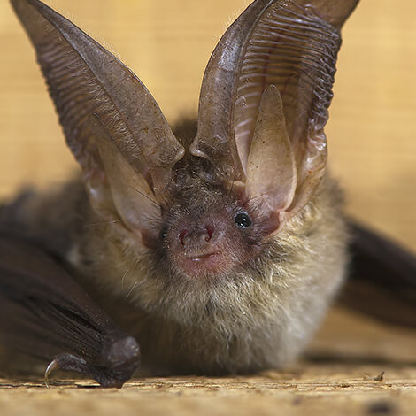 Bat 3