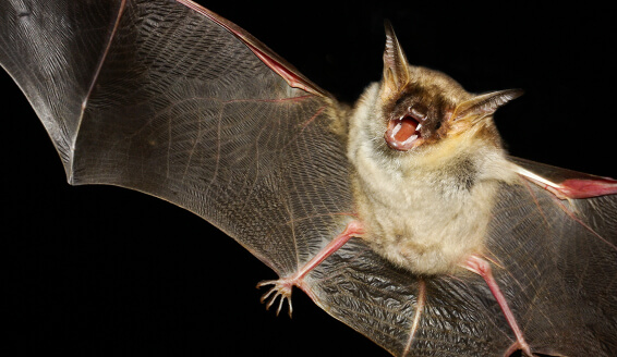 Bats