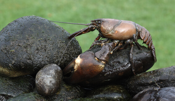 Crayfish