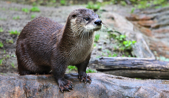 Otter