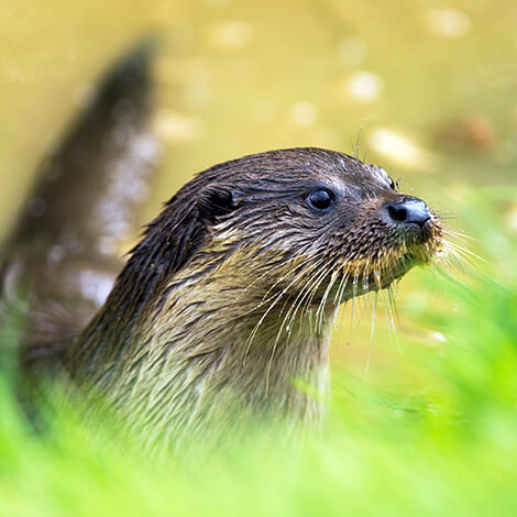 Otter 1