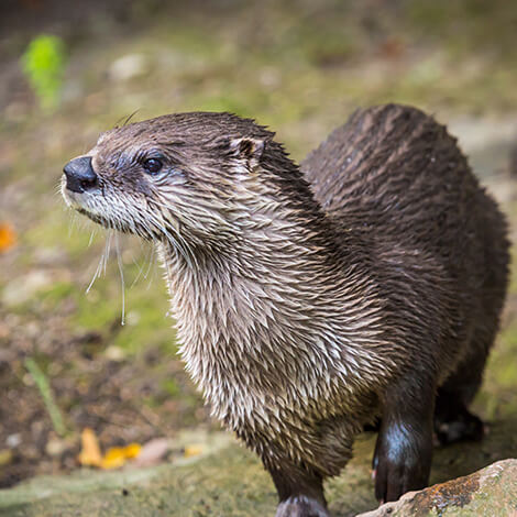 Otter 2